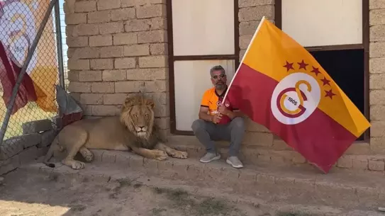 Galatasaraylı taraftar, şampiyonluğu aslanlarıyla kutladı! Aslanlara verdiği isim dikkat çekti