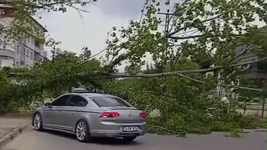 Bartın'da Şiddetli Rüzgar Ağaçları Devrildi