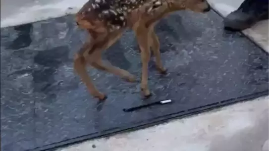Polis Yavru Karacayı Kurtardı