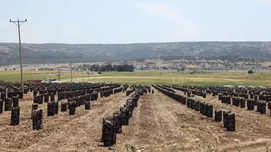 Gaziantep'te Sarımsak Hasadı Başladı