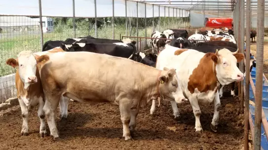 Kurban Bağışı Uyarısı: Sahte Siteler Dikkat Çekiyor