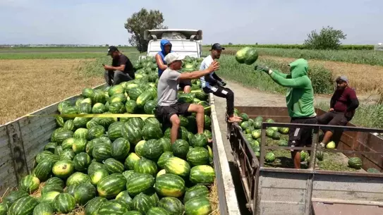 Mersin'de Karpuz Hasadı Başladı