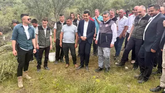 Delice Zeytin Ağaçlarının Aşılandırılmasıyla Ekonomik Kalkınma Hedefleniyor