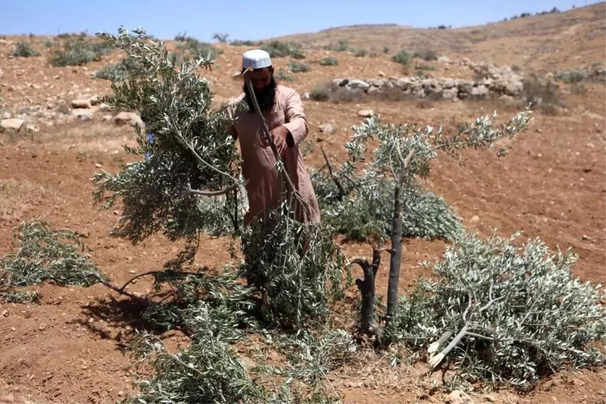 Zeytin Ağaçlarına Saldırı