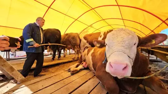 Kurbanlık Hayvan Satışları Başladı