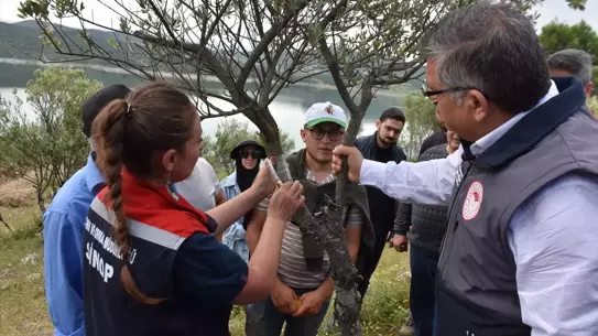 Sinop'ta Yabani Zeytin Ağaçları Aşılanıyor