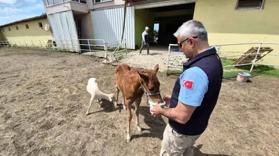 Tay ile Kuzunun Dostluğu