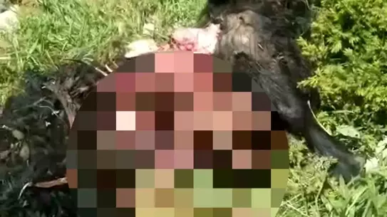 Pülümür'de Ayı Dehşeti
