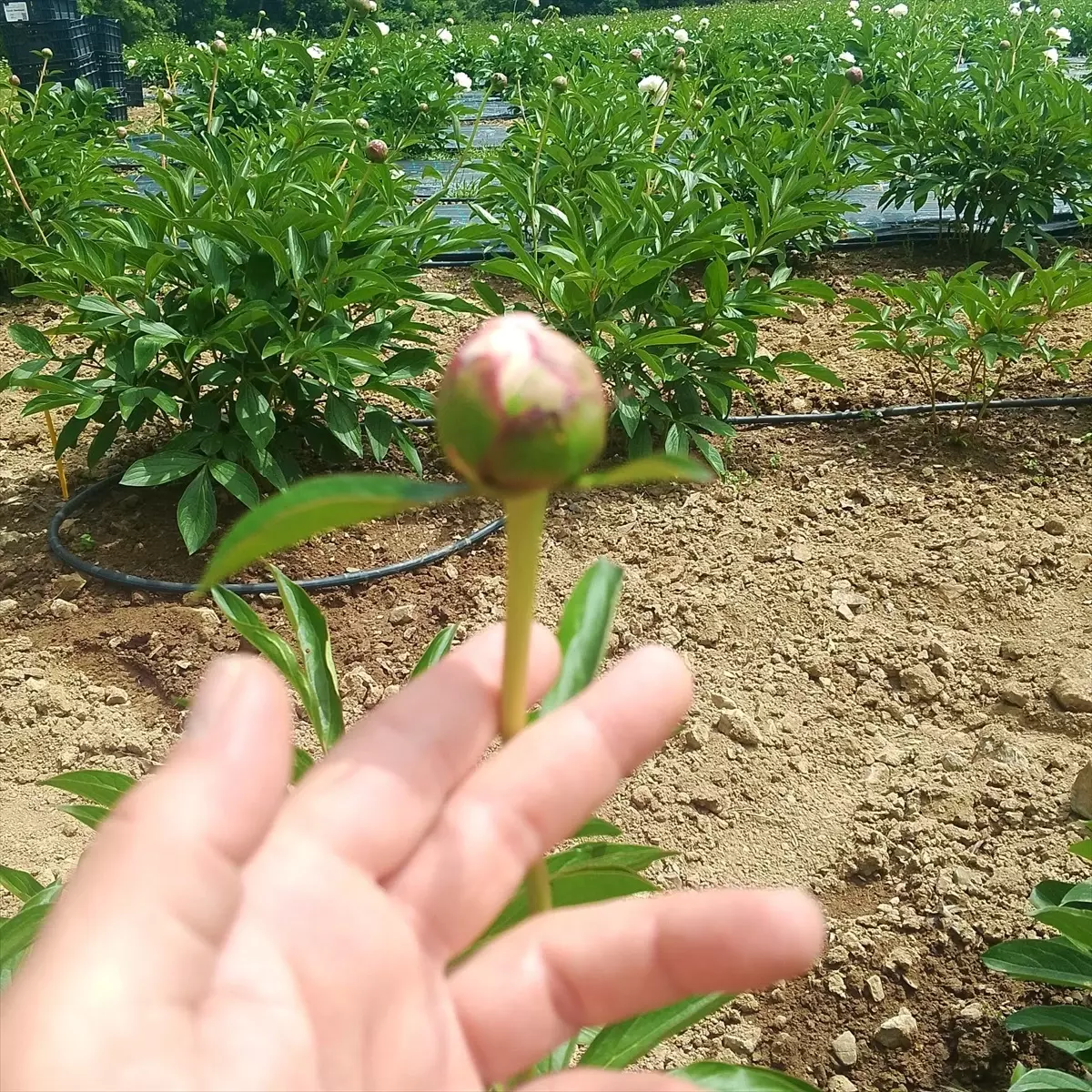Yenice'de Şakayık Üretimi Arttı