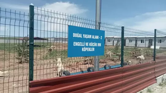 Sokak Köpekleri Barınağa Götürülüyor