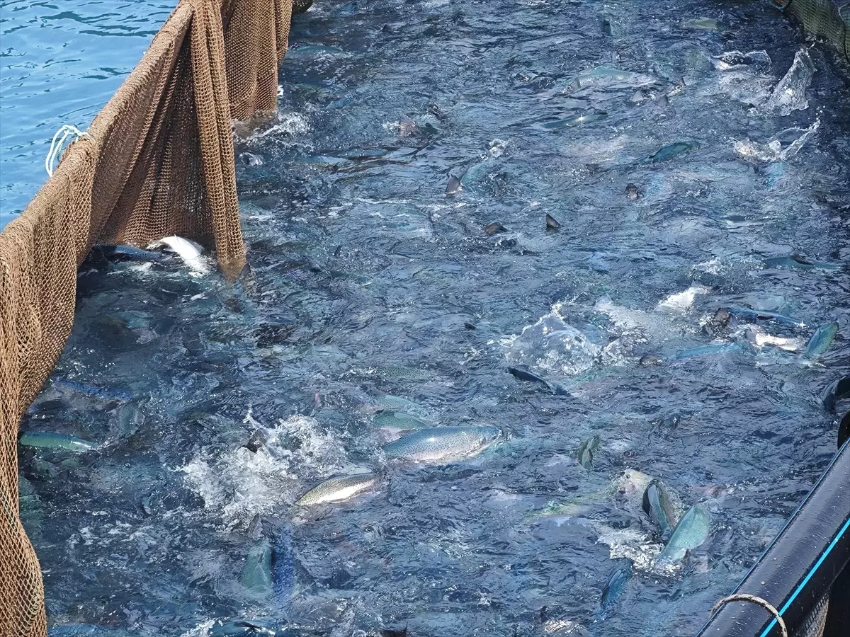 Samsun'da Türk Somonu Hasadı Başladı