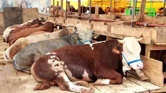 Gebze'de Kurban Pazarı Kuruldu