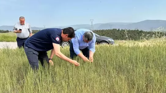 Amasya'da Buğday Tarlası İncelemesi