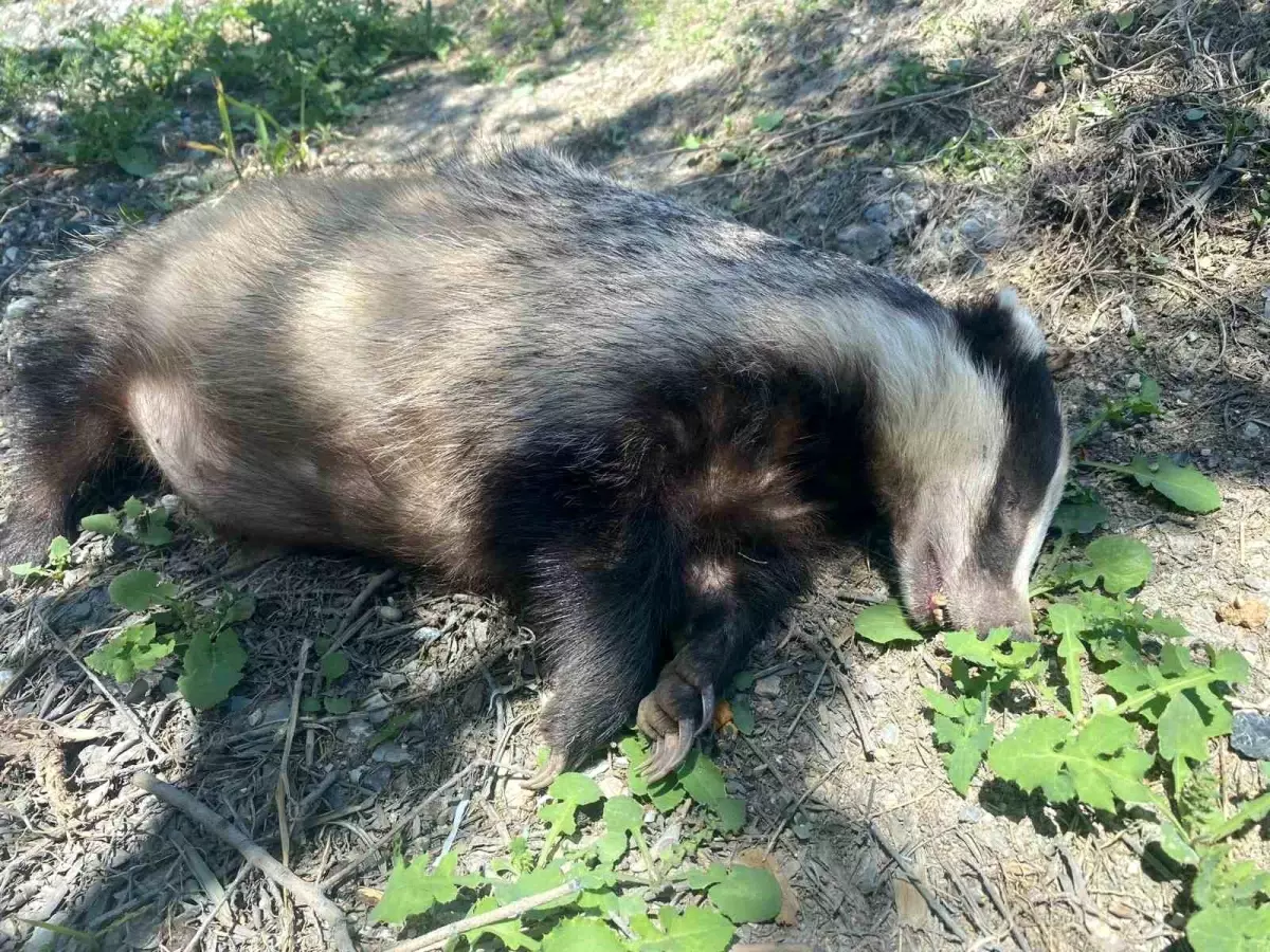 Ölü Avrupa Porsuğu Bulundu