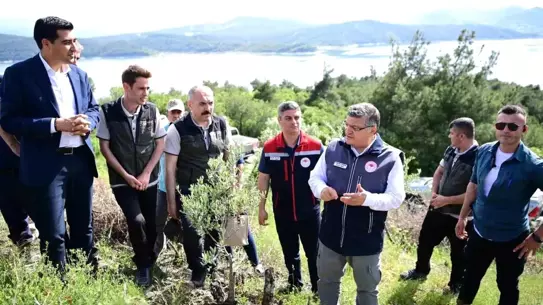Durağan'da Yabani Zeytin Ağaçları Aşılanıyor