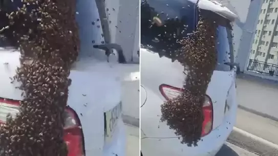 Otobanda arı istilası