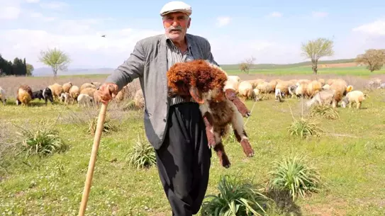 80 Yaşında Çobanlık Yapıyor