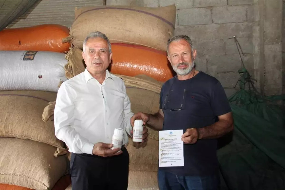 Kahverengi Kokarca ile Mücadele İçin İlaç Dağıtıldı