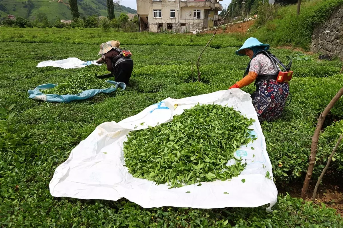 Trabzon'da Mayıs Çayı Hasadı Başladı