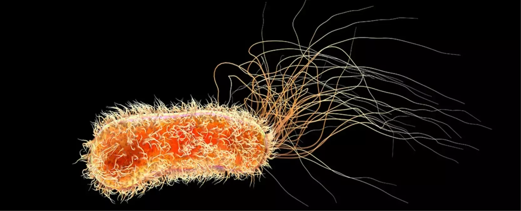 Yeni Bakteri Plastiği Besin Olarak Kullanıyor