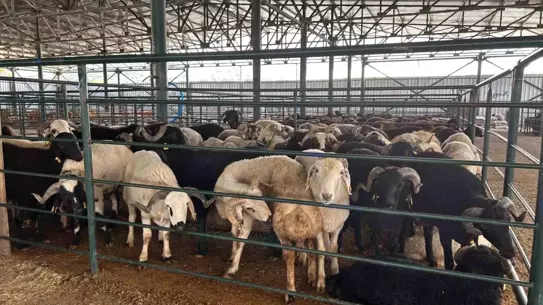 Eskişehir'de Kurban Bayramı Öncesi Hayvan Pazarında Satışlar Beklentinin Altında