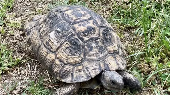 Tedavi Edilen Kaplumbağa Doğaya Bırakıldı