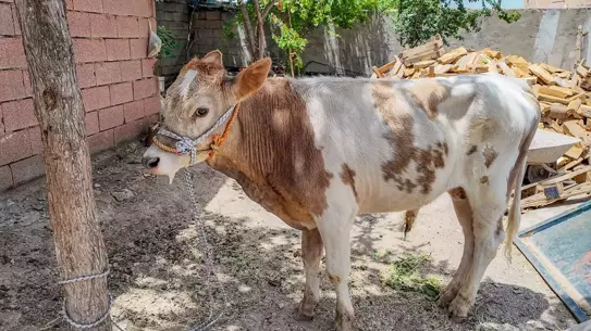 9 Ayda Bulunan Buzağı Sahibine Teslim Edildi