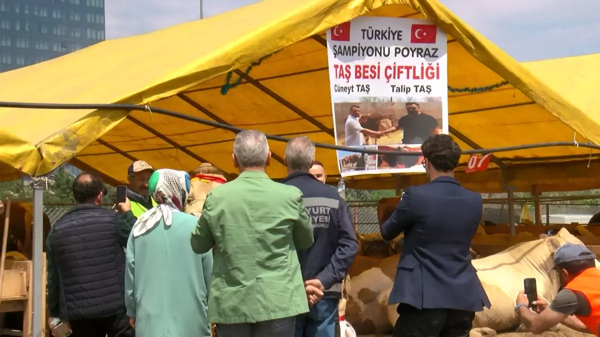 Boğayı Cumhurbaşkanı'na hediye etmek istiyoruz