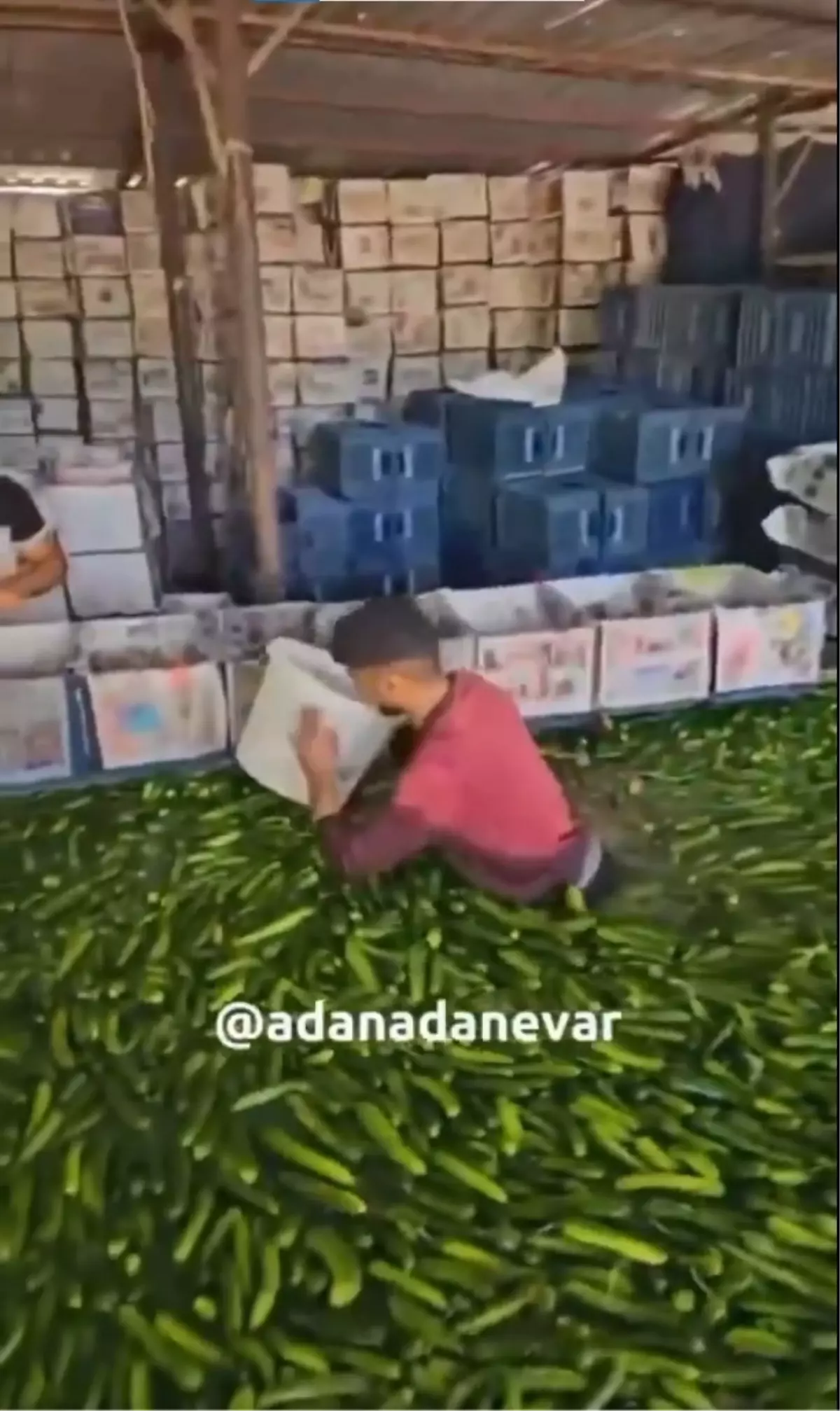 Mide bulandıran görüntüler Türkiye'den! Çıplak ayakla salatalık havuzuna daldı