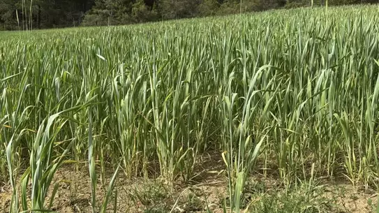 Karabük'te 200 Bin Dekar Hububat Ekimi Yapıldı