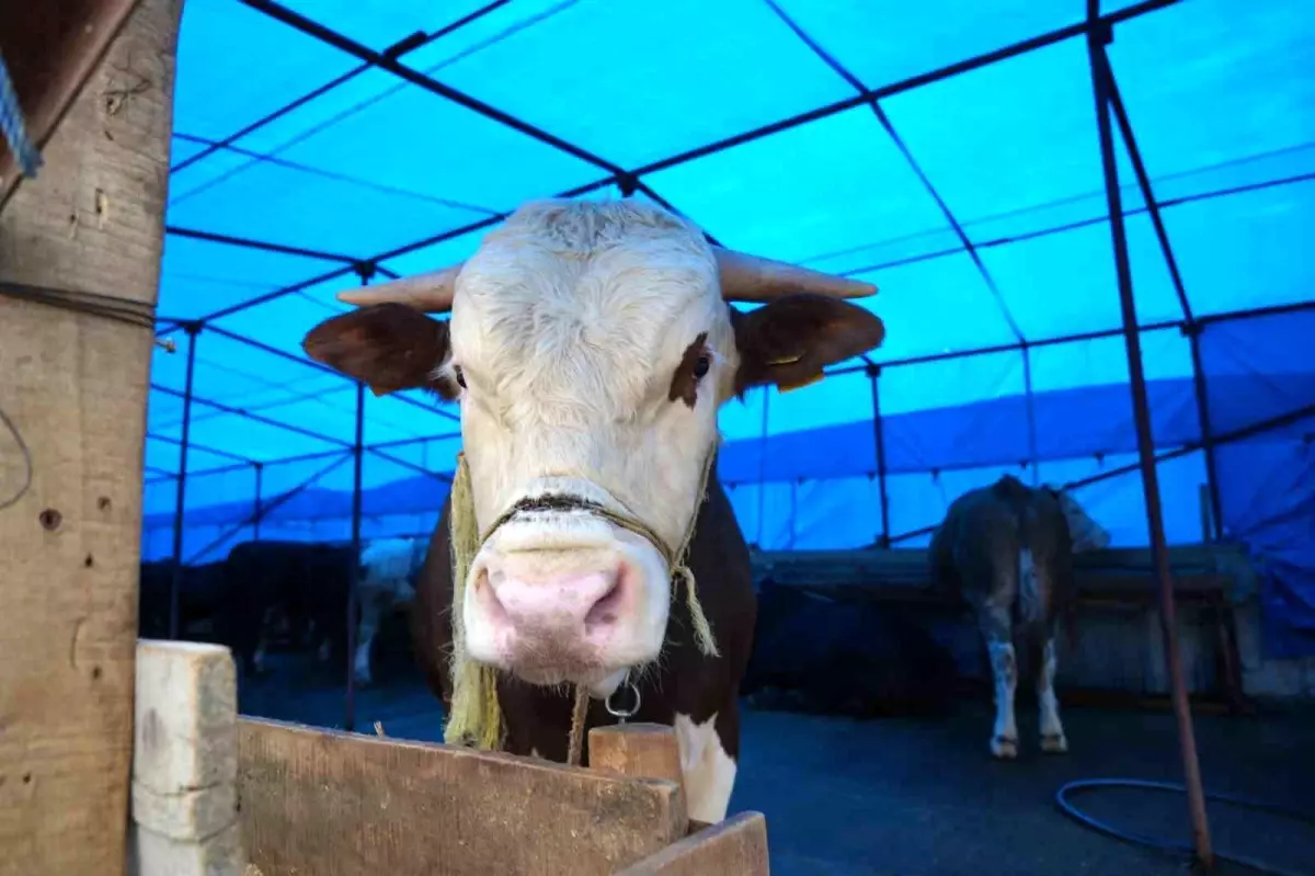 Samsun'da Kurban Pazarı Canlı