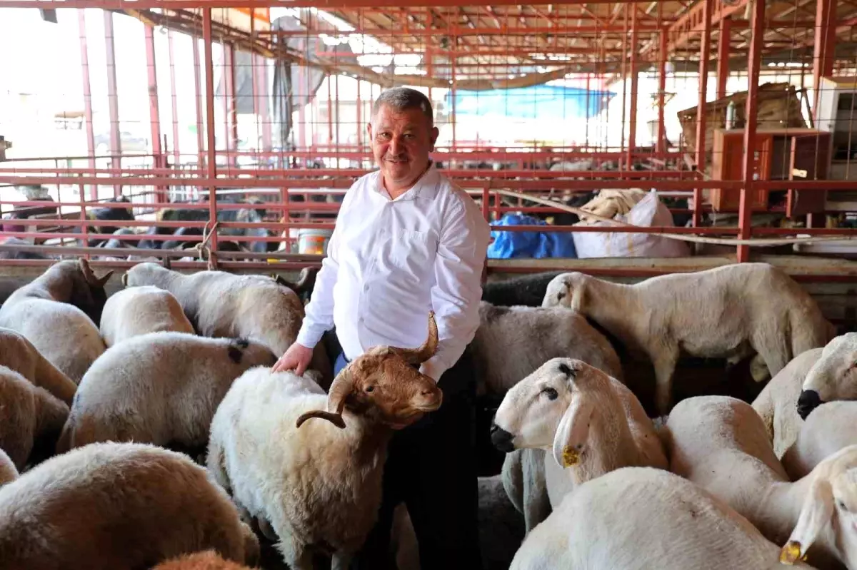 Kahramanmaraş'ta Kurbanlık Fiyatları 250 TL'den Başlıyor