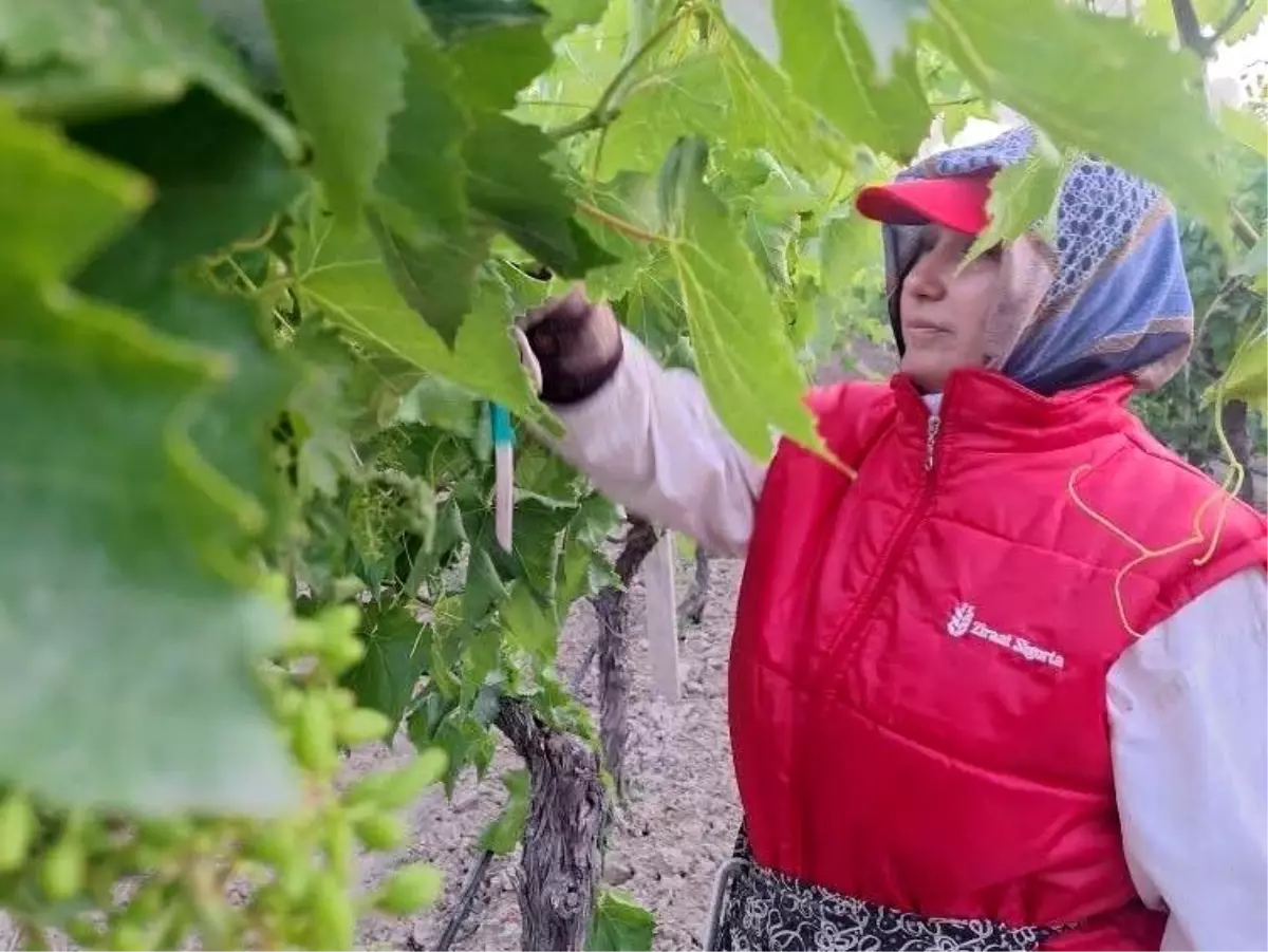 Sarıgöl'de Üzüm Üretimine Yoğun Emek