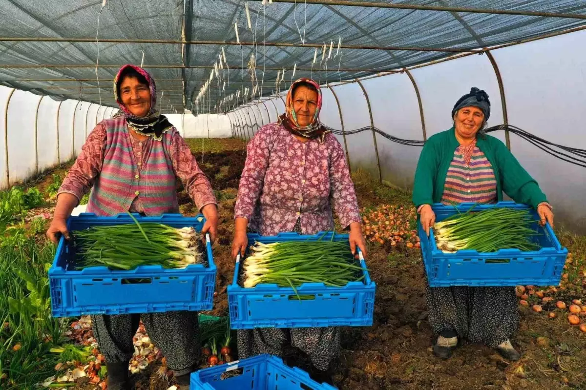 Kocaeli'de Çiftçilere Yüzde 50 Hibeli Modern Sera Desteği