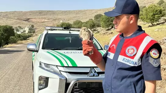 Yaralı Kerkenez Kuşu Koruma Altında