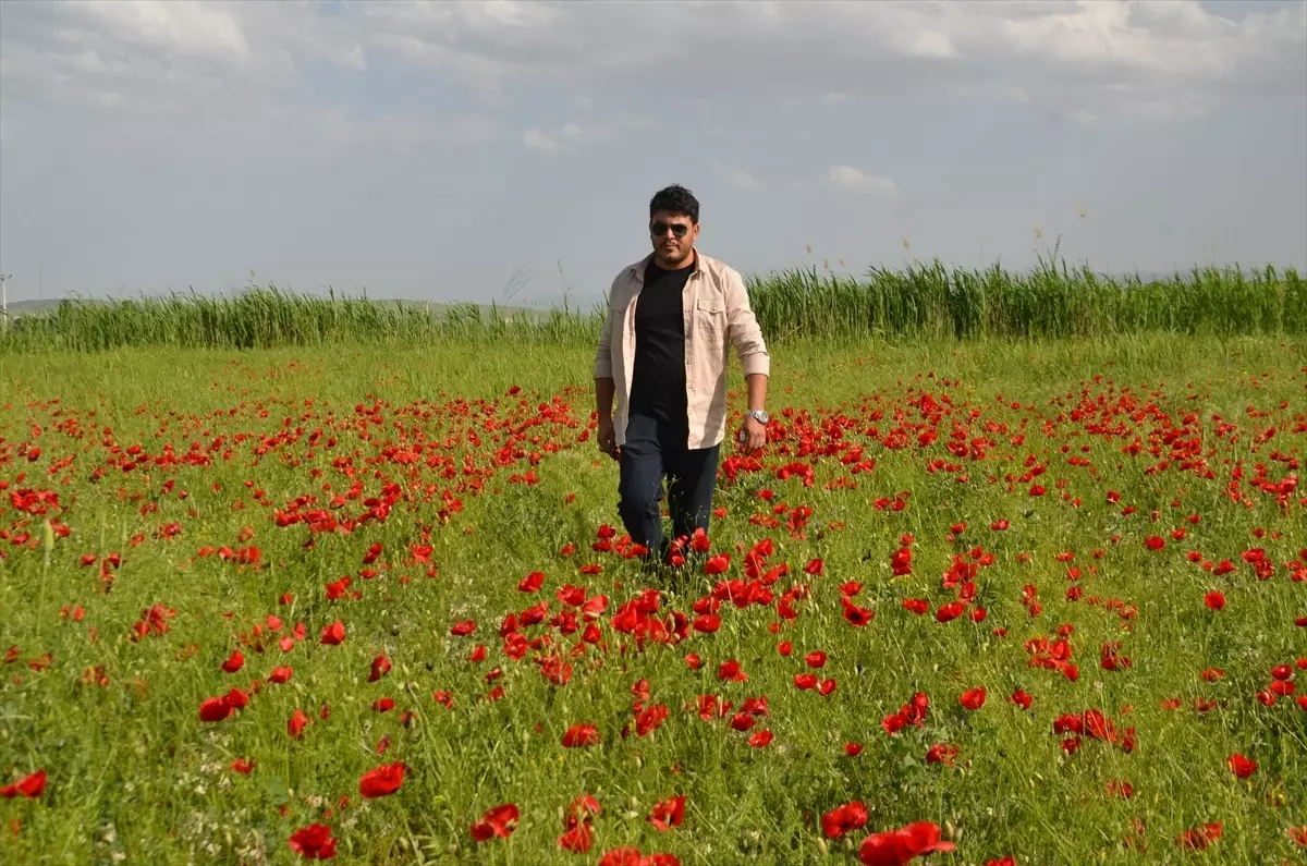 Muş Ovası Baharla Renklendi