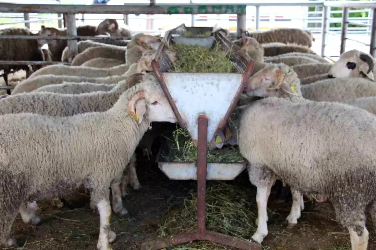 Bolu'da Kurban Pazarı Durgun