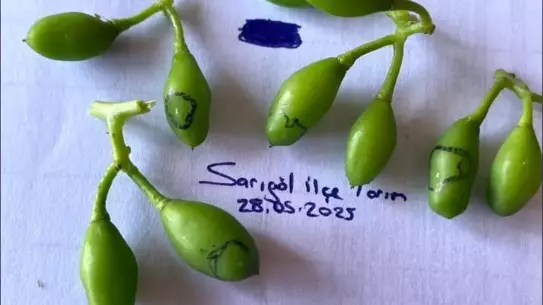 Üreticilere Salkım Güvesi Uyarısı