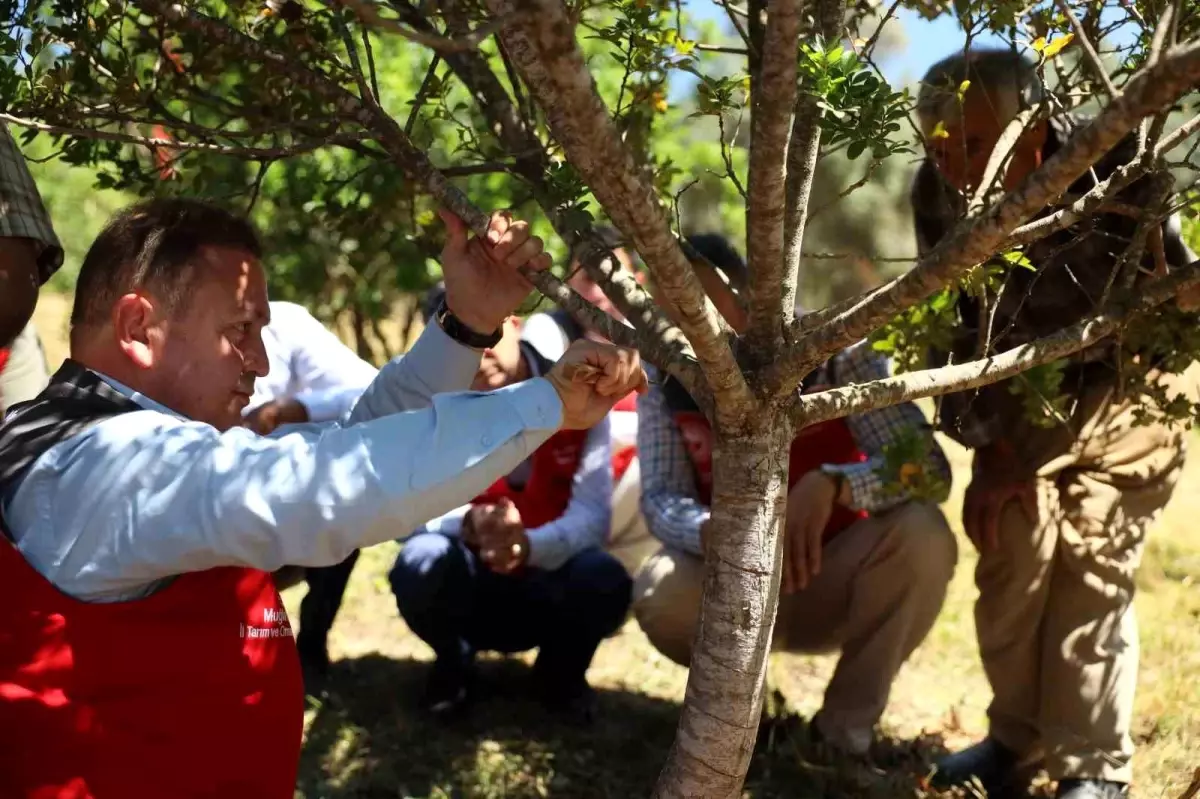 Muğla'da İlk Sakız Hasadı Yapıldı