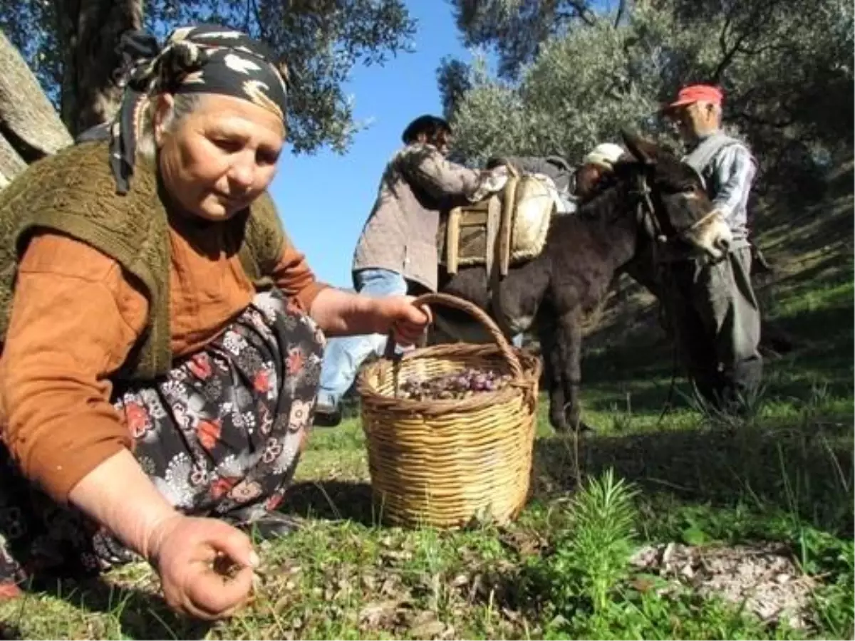 Zeytin İhracatında Tarihi Artış