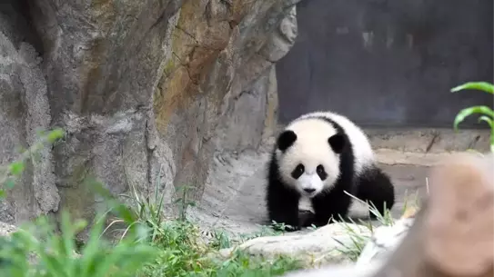 Hong Kong'da İlk Dev Panda Yavruları