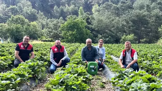 Çakırdere'de İlk Çilek Hasadı Başladı