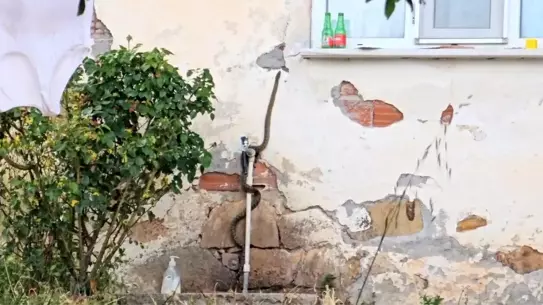 Çanakkale'de Yılanı Kurtaran Adam