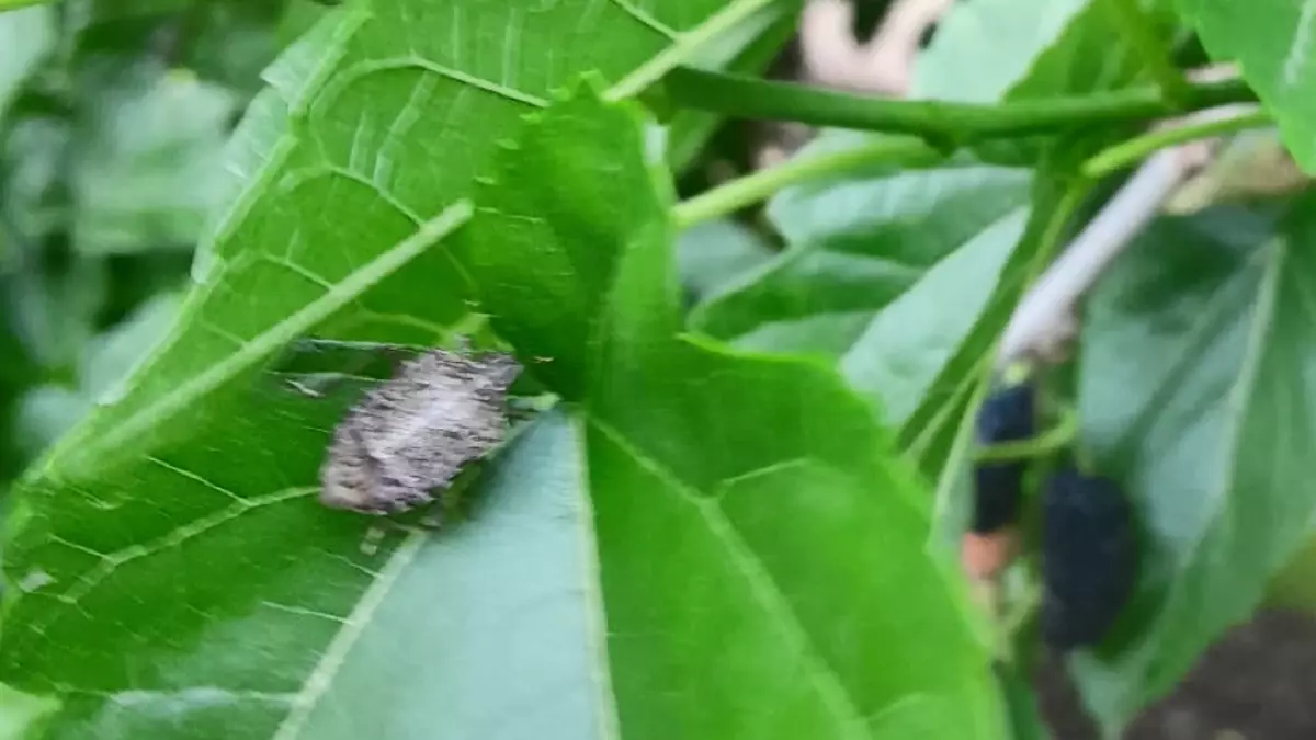 Kahverengi Kokarca Meyve Ağaçlarını Tehdit Ediyor