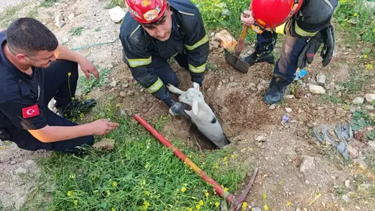 İnegöl'de Çukura Düşen Kuzu Kurtarıldı