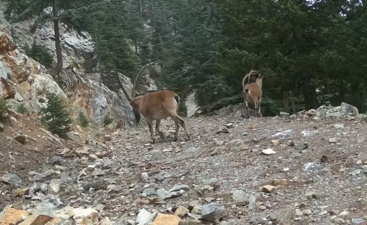 Anadolu Parsı Projesi ile Yaban Hayat Gözlemleniyor