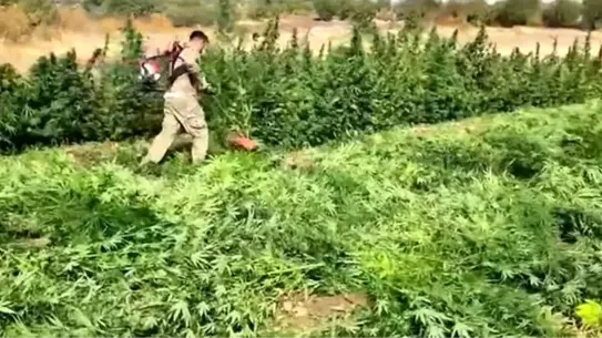 Diyarbakır'da Uyuşturucu Operasyonu