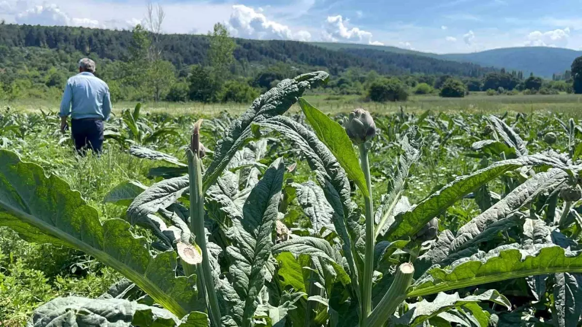 Bursa'da Enginar Hırsızlığı Şoku