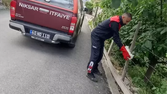 Kedi Tel Çitte Sıkıştı, İtfaiye Kurtardı