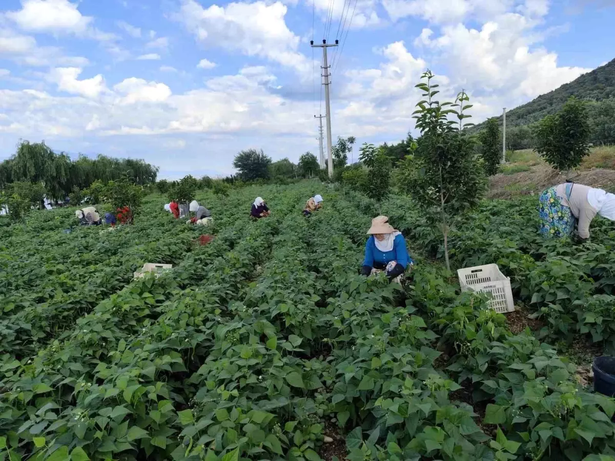 Nazende Fasulyesi Hasadı Başladı